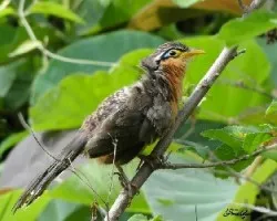 Morococcyx erythropygius