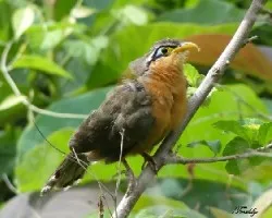 Morococcyx erythropygius