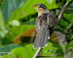 Morococcyx erythropygus