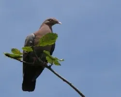 Patagioenas flavirostris