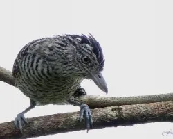 Cymbilaimus lineatus