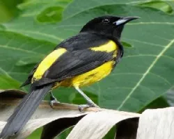 Icterus prosthemelas