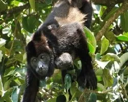Alouatta palliata