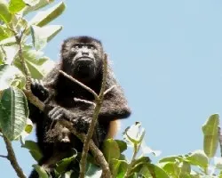 Alouatta palliata