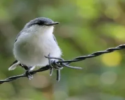 Polioptila plumbea