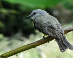 Tyrannus melancholicus