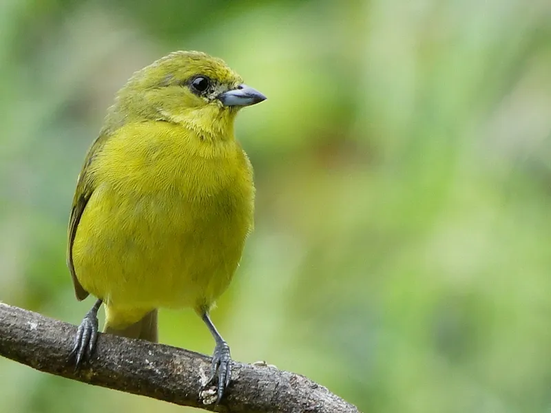 Aguas Claras de Upala