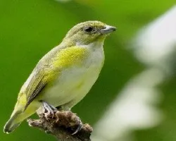 Euphonia hirundinacea