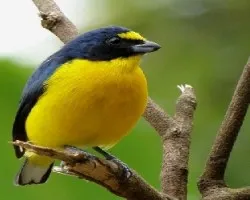 Euphonia hirundinacea