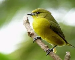 Euphonia luteicapilla