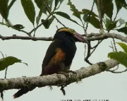 Selenidera reinwardtii