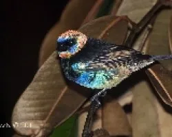 Tangara Larvata