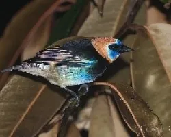 Tangara Larvata