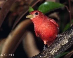 Piranga rubra