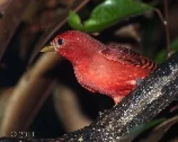 Piranga rubra