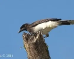 Cyanocorax morio - Brown Jay