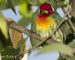 Eubucco bourcierii
