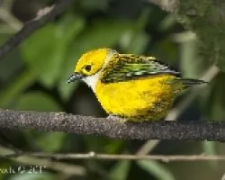 Tangara icterocephala