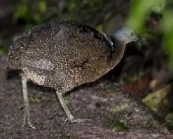 Nothocercus bonapartei