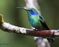 Colibri thalasinus