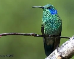 Colibri thalasinus