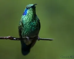 Colibri thalasinus