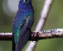 Campylopterus hemileucurus