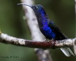 Campylopterus hemileucurus