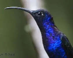 Campylopterus hemileucurus - Violet Sabrewing 