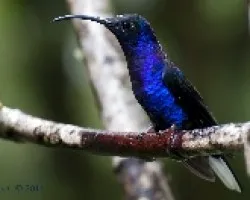 Campylopterus hemileucurus
