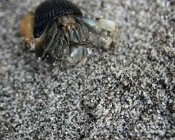cangrejito bicolor