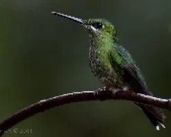 Heliodoxa jacula