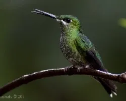 Heliodoxa jacula