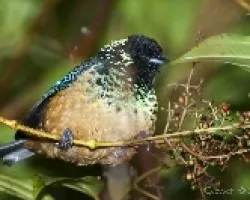 Tangara dowii