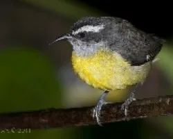 Coereba flaveola
