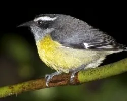 Coereba flaveola