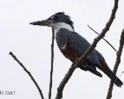 Ceryle torquatus