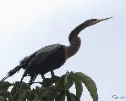 Anhinga Anhinga