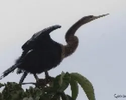 Anhinga Anhinga