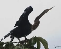 Anhinga Anhinga