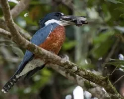 Ceryle torquatus