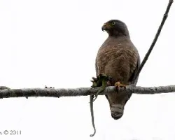 Buteo magnirostris