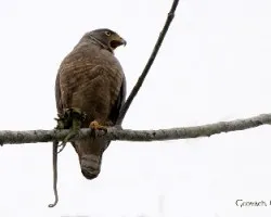 Buteo magnirostris