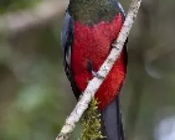 Trogon massena