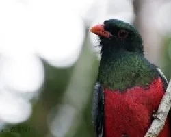 Trogon massena