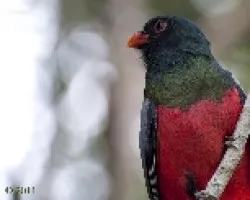 Trogon massena
