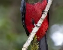 Trogon massena