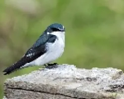 Tachyneta albilinea