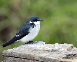 Tachycineta albilinea