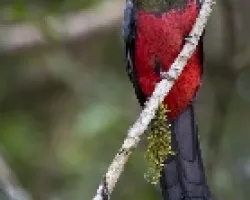 Trogon massena